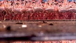 MANFRED MANN PRETTY FLAMINGO [upl. by Sension497]