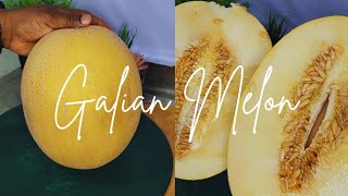 Galian Melon Cantaloupe Fruit Slicing [upl. by Sinnylg]