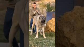 kangal vs Tibetan mastiffwho will win 🐕 dog labrador doglover puppy pitbull kangal animals [upl. by Frayne]