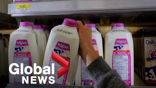 Milk prices soar across Canada as record price increases for farmers kick in [upl. by Ynohtnakram]