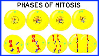 Phases of Mitosis and Cell Division [upl. by Ingaberg45]