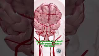 IDENTIFY BRAIN ARTERY IN THIS VIDEO neurology cerebralartery neuroscience anatomy [upl. by Bruni]