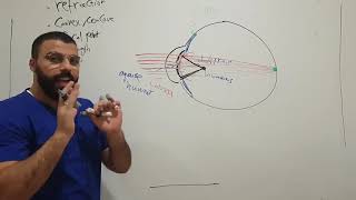 physiology of vision  accommodation of lenses  part 2 [upl. by Sharos75]