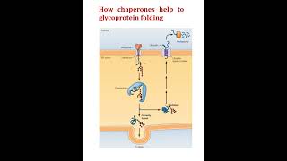 How chaperon help to protein folding shortvideo shortsviral shorts shortsfeed shortsvideo [upl. by Animahs]