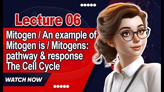 Mitogen  An example of mitogen is  Mitogens pathway amp response  The Cell Cycle  Lecture 6 [upl. by Enyalaj]