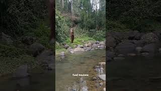 Dapet golsom Ikan boloso ges shortvideo mancing nature fishing viralvideo shorts subscribe [upl. by Emmalyn]