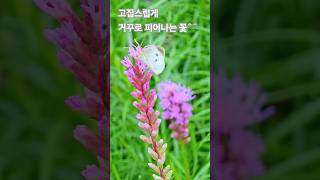 리아트리스Liatris 꽃말은 고집쟁이리아트리스고집쟁이 [upl. by Gardol]