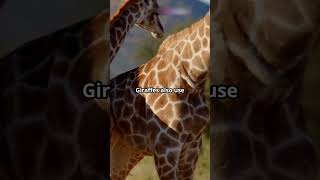 Why Giraffes Have Long Necks [upl. by Goodrich]