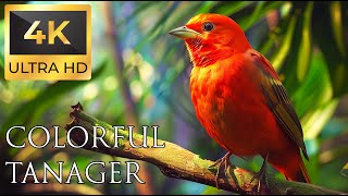 4K Colorful Tanager  Beautiful Birds Sound in the Forest  Relaxing Safari [upl. by Adur259]