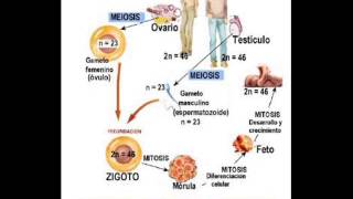 Biología  ¿Cuándo y donde se produce la meiosis [upl. by Bettine]