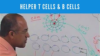 Helper T cells  CD4 and B cells  Lymphocytes  Immunology [upl. by Branham512]