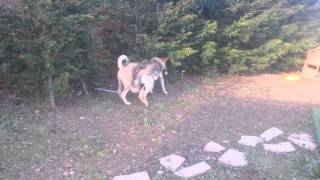 Kangal Dog vs Gray Wolf [upl. by Ebneter235]