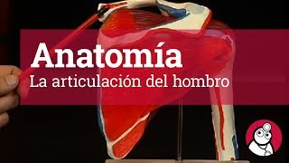 Anatomía La articulación del hombro [upl. by Garrison450]