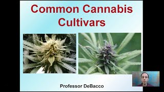 Common Cannabis Cultivars [upl. by Kenn512]