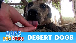 Desert Dogs By Eldad Hagar  please rate comment amp subscribe [upl. by Avik]