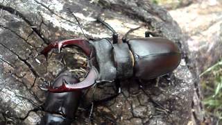 Lucanus cervus cervus  Stag Beetle  HirschkÃ¤fer [upl. by Ala]