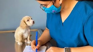 When Your Dog Is Trying to Sweet Talk The Vet Funniest Dog Reaction [upl. by Marysa641]