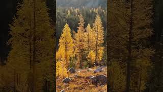 Autumn hike in OkanoganWenatchee NF larches  backpacking camping [upl. by Rog610]