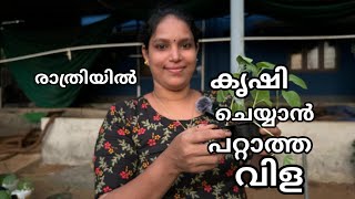 സന്ധ്യാ നേരത്തെ കൃഷി ചെയ്യാൻ പറ്റാത്ത വിള family vlog [upl. by Aniahs]