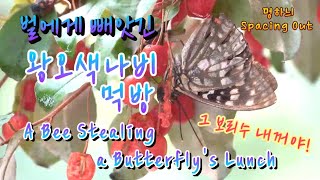 처음에는 사이좋게 나눠먹고 있었다  A Grumpy Bee Driving a Butterfly Out [upl. by Canale]