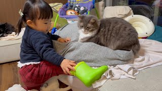 2歳児から長靴を見せられる猫 ノルウェージャンフォレストキャット ラガマフィンCat looking at new boots Norwegian Forest Cat Ragamuffin [upl. by Nonnahs]