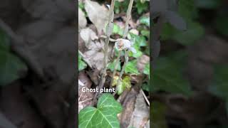 Monotropa uniflora Ghost plant Ghost pipe or Indian pipe [upl. by Adnol790]