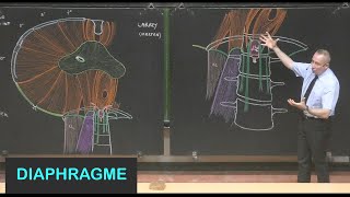 Anatomie du diaphragme Parois de labdomen 8 [upl. by Ahsila]