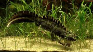 Triturus marmoratus [upl. by Gettings113]