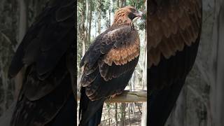 Australia wedgetailed eagle [upl. by Jumbala]