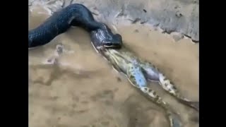 Cottonmouth snake spewed out a giant frog bullfrog  Snake Planet 🌎201 [upl. by Dyl931]