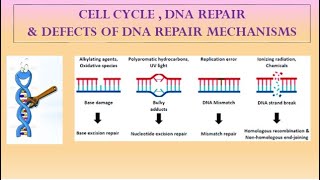 DNA REPAIR MECHANISMS [upl. by Auqenaj]