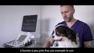 Comment mesurer la fréquence respiratoire chez le chien [upl. by Yrrap169]