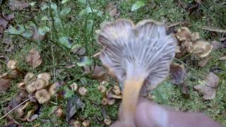 sortie chanterelle en tube 07102016 [upl. by Yeruoc607]