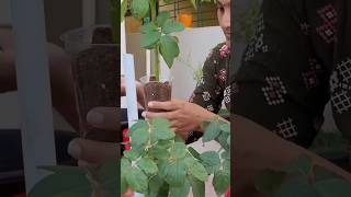 Rose plant antukattadam garden youtubeshorts shortfeed shorts [upl. by Ahsemak]