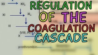 Regulation of the Coagulation Cascade  Protease Inhibitors  Fibrinolytic System [upl. by Threlkeld]