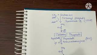 pyrimidine synthesis।। पिरिमिडिन का निर्माण।। Nitrogenous base formation [upl. by Pears]