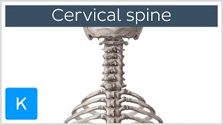 Cervical spine  Anatomy Diagram amp Definition  Human Anatomy  Kenhub [upl. by Tamara]