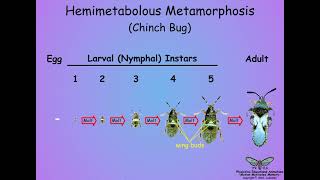 053 Metamorphosis [upl. by Emarej]