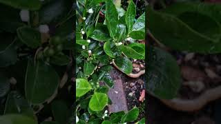 Growing a ColdHardy Calamondin Orange Tree 6Month Progress Update [upl. by Eanad]