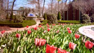 Pink Tulips TimeLapse [upl. by Norab]