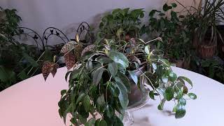 Lipstick Plant Aeschynanthus Care What to Know [upl. by Lleze]