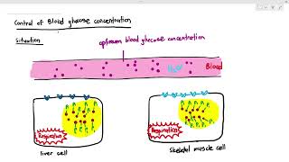 1410 How our cells process glucose Cambridge AS A Level Biology 9700 [upl. by Hayne485]