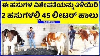 ಯೂಟ್ಯೂಬ್ ನಲ್ಲಿ ನೋಡಿ ಹಸುಗಳು ತಂದ 23 ವರ್ಷದ ಯುವಕ  hainugarike information in kannada  Dairy Farm [upl. by Rouvin]