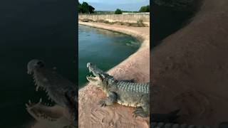 Crocodile master wildlife chrocodile wildbirdlife [upl. by Verdi]