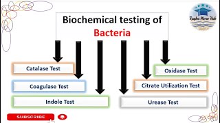 Six common Biochemical tests Bacterial Identification Technique microbiologylaboratorylecture [upl. by Otanod]