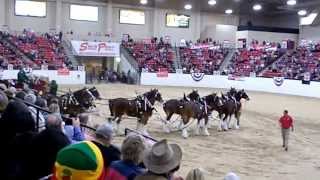 Budweisers Clydesdale Horses perform for a huge crowd at the South Point Hotel in Las opportunity [upl. by Eleanore939]