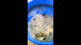 How To Make Compost Tea  Organic Lawn and Garden Fertilizer Part 2 [upl. by Laen]