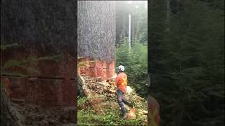 5 Simple Chainsaw Techniques to Cut Down Large Trees Like a PRO [upl. by Tracay112]