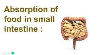 Absorption of food in small intestine  Part 4 [upl. by Whitford]