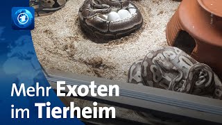 Steigende Energiepreise Exotische Tiere landen öfter im Tierheim [upl. by Dudden]